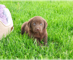 Small #1 Labrador Retriever