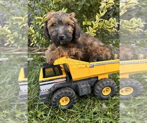 Poodle (Miniature)-Whoodle Mix Puppy for sale in MIDDLEBURY, IN, USA