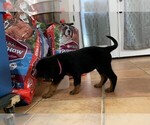 Small Photo #4 Rottweiler Puppy For Sale in AVONDALE, AZ, USA