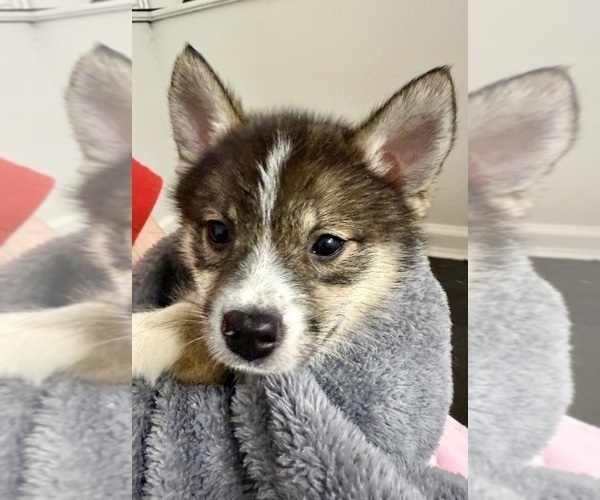 Medium Photo #26 Pomsky-Shiba Inu Mix Puppy For Sale in NASHUA, NH, USA