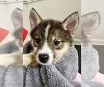 Small #16 Pomsky-Shiba Inu Mix
