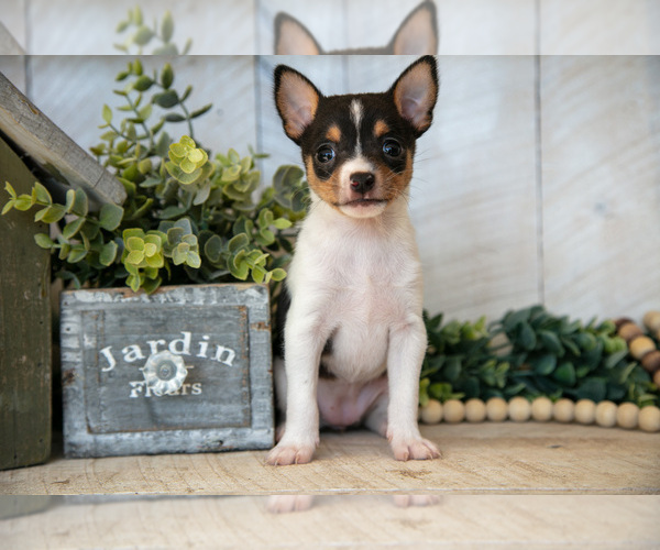 Medium Photo #1 Fox Terrier (Toy) Puppy For Sale in SUGARCREEK, OH, USA
