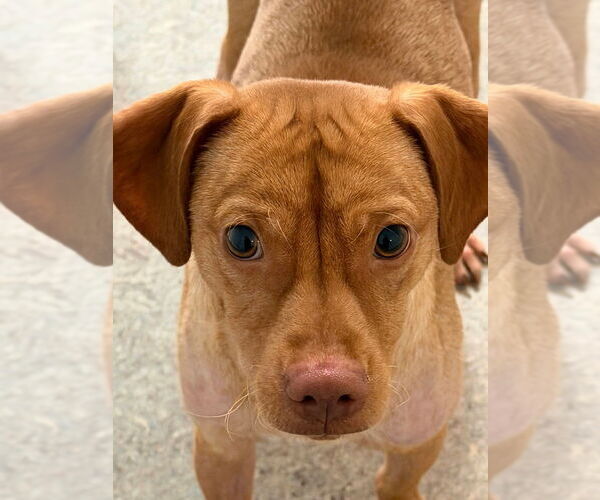 Medium Photo #1 Mutt Puppy For Sale in oakland, FL, USA