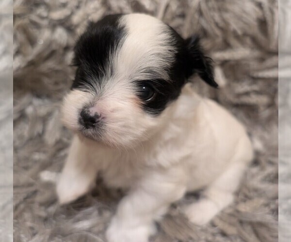 Medium Photo #3 Yorkshire Terrier Puppy For Sale in VIRGINIA BEACH, VA, USA