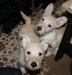 Small Photo #4 Scottish Terrier Puppy For Sale in EDEN, IN, USA
