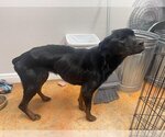 Small Photo #2 Rottweiler Puppy For Sale in Bolivar, MO, USA