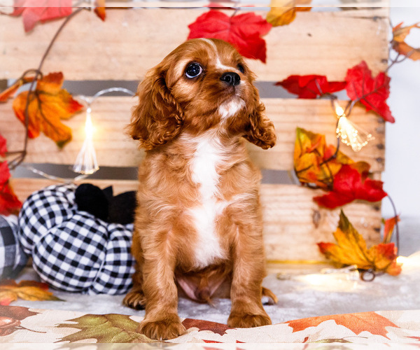 Medium Photo #23 Cavalier King Charles Spaniel Puppy For Sale in WAKARUSA, IN, USA