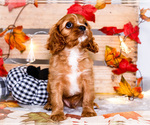 Small #6 Cavalier King Charles Spaniel