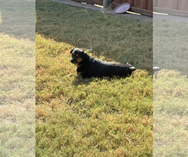 Medium Photo #3 Mutt Puppy For Sale in Dallas, TX, USA