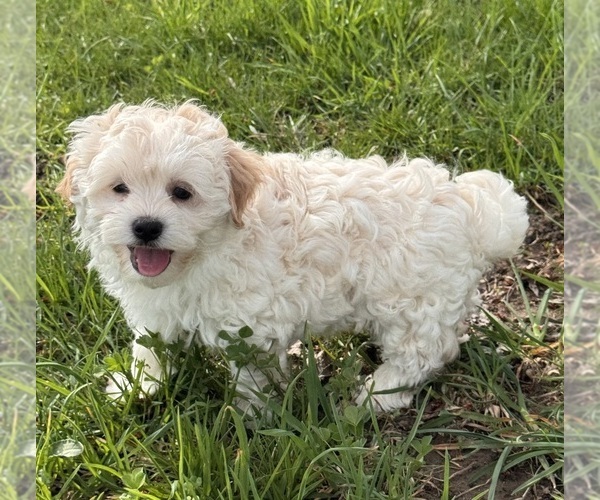 Medium Photo #2 Havanese Puppy For Sale in CANOGA, NY, USA