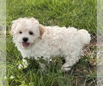 Small #1 Havanese