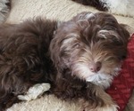 Small Photo #1 Havanese Puppy For Sale in WASHINGTON, PA, USA