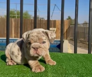 English Bulldog Puppy for sale in JERSEY CITY, NJ, USA