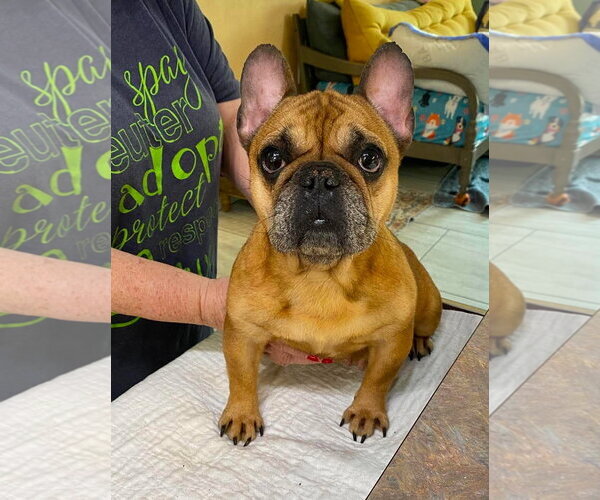 Medium Photo #1 French Bulldog Puppy For Sale in Benton, LA, USA