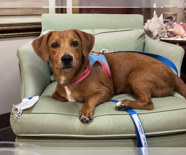Medium Photo #3 Mutt Puppy For Sale in Mundelein, IL, USA