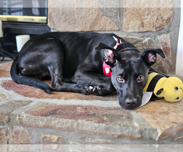Medium Photo #10 Labrador Retriever-Unknown Mix Puppy For Sale in Rockaway, NJ, USA