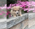 Small #1 Pomeranian