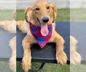 Goldendoodle Puppy for sale in KISSIMMEE, FL, USA