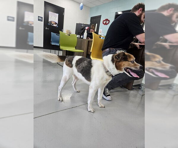 Medium Photo #1 Australian Shepherd-Unknown Mix Puppy For Sale in Temple, TX, USA