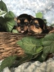 Small Photo #21 Yorkshire Terrier Puppy For Sale in KYLE, TX, USA