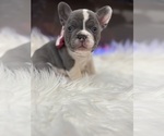 Small #1 French Bulldog