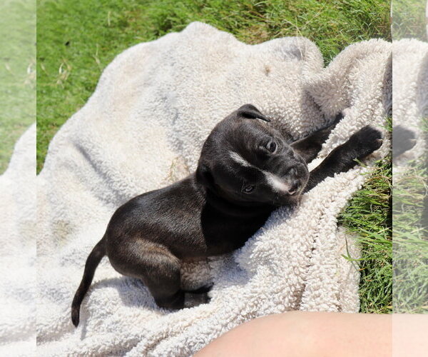 Medium Photo #1 American Staffordshire Terrier-Labrador Retriever Mix Puppy For Sale in Atlanta, GA, USA