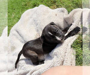 American Staffordshire Terrier-Labrador Retriever Mix Dogs for adoption in Atlanta, GA, USA