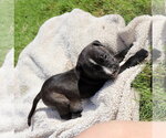 Small American Staffordshire Terrier-Labrador Retriever Mix