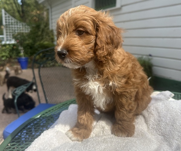 Medium Photo #2 Double Doodle Puppy For Sale in SAN JOSE, CA, USA