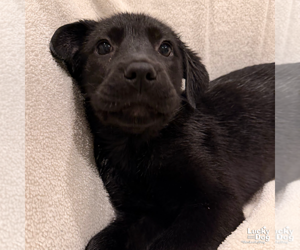 Medium Photo #4 Labrador Retriever-Unknown Mix Puppy For Sale in Washington, DC, USA