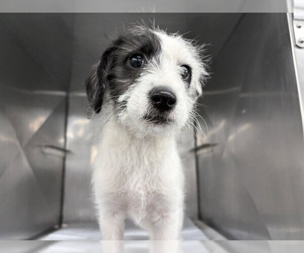 Medium Photo #1 Mutt Puppy For Sale in San Bernardino, CA, USA