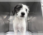 Small Mutt