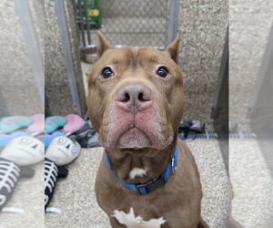 Mutt Dogs for adoption in Martinsburg, WV, USA