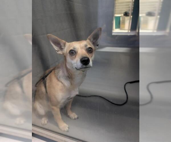 Medium Photo #1 Chihuahua Puppy For Sale in Alameda, CA, USA