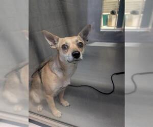 Chihuahua Dogs for adoption in Alameda, CA, USA