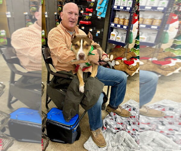 Medium Photo #6 American Staffordshire Terrier Puppy For Sale in Lawrenceville, NJ, USA