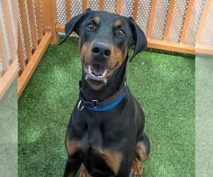 Doberman Pinscher-Unknown Mix Dogs for adoption in Las Vegas, NV, USA