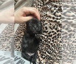 Small Photo #14 Frenchie Pug Puppy For Sale in BLOOMINGTON, IL, USA