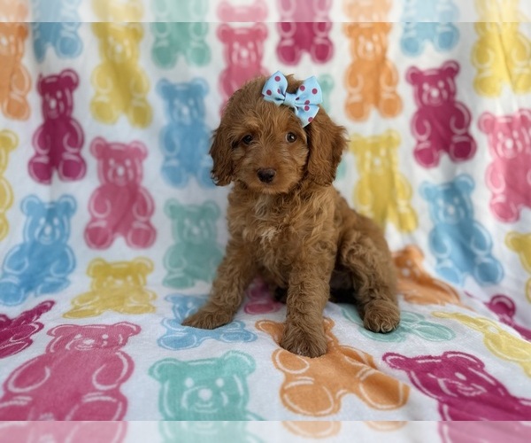 Medium Photo #1 Cock-A-Poo Puppy For Sale in LAKELAND, FL, USA