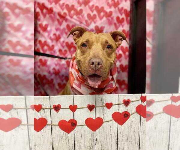 Medium Photo #1 Staffordshire Bull Terrier Puppy For Sale in Lawrenceville, NJ, USA