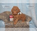 Small Photo #3 Aussiedoodle-Poodle (Toy) Mix Puppy For Sale in SANGER, TX, USA
