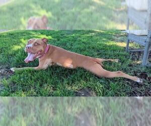Mutt Dogs for adoption in San Martin, CA, USA