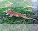 BRANDY - Female Mutt Dog for Adoption - Small photo