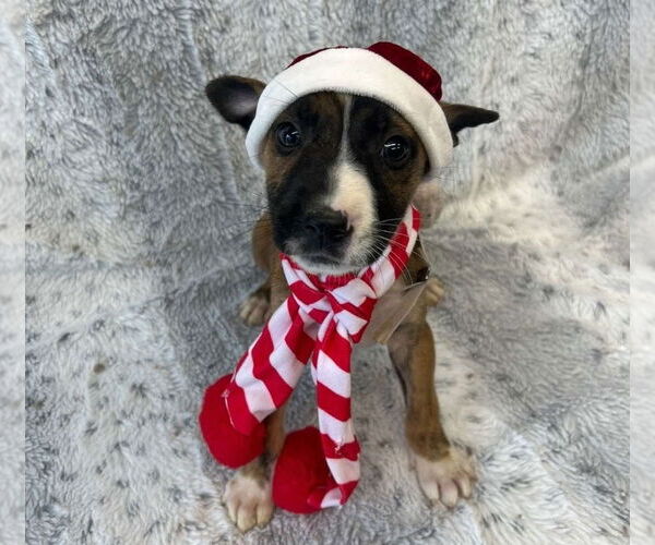 Medium Photo #1 Boxador Puppy For Sale in Lakewood, CO, USA