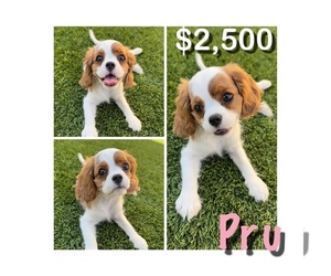 Cavalier King Charles Spaniel Puppy for sale in TOLLESON, AZ, USA