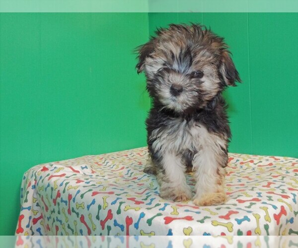 Medium Photo #6 Morkie Puppy For Sale in PATERSON, NJ, USA