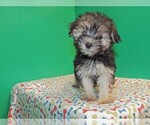 Small Photo #6 Morkie Puppy For Sale in PATERSON, NJ, USA