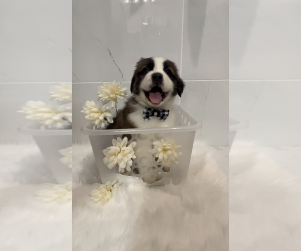 Medium Photo #14 Saint Bernard Puppy For Sale in WHITESBORO, NY, USA