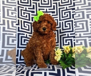 Cavapoo Puppy for sale in QUARRYVILLE, PA, USA