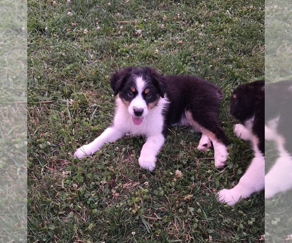 Medium Photo #11 Australian Shepherd Puppy For Sale in SALISBURY, PA, USA